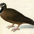 Blue-Headed Quail-Dove
