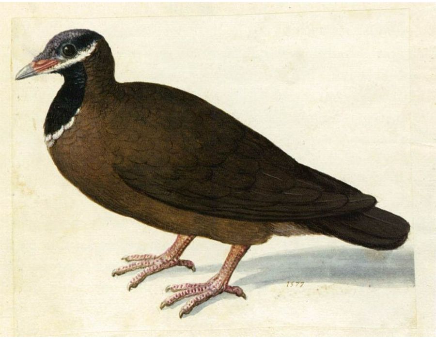 Blue-Headed Quail-Dove
