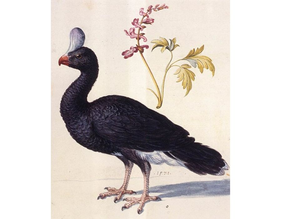 Study of a Helmeted Curassow
