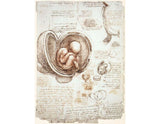 Studies Of Embryos artwork preview