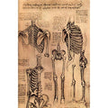 Drawing of the Torso and the Arms 