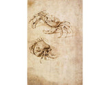 Studies of crabs artwork preview
