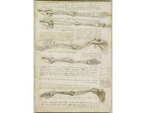 Studies of the Arm showing the Movements made by the Biceps artwork preview