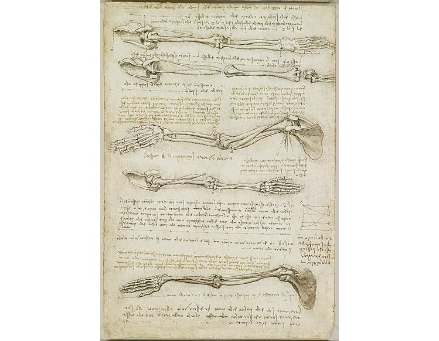 Studies of the Arm showing the Movements made by the Biceps

