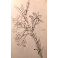Drawing of lilies, for an Annunciation