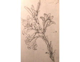 Drawing of lilies, for an Annunciation artwork preview