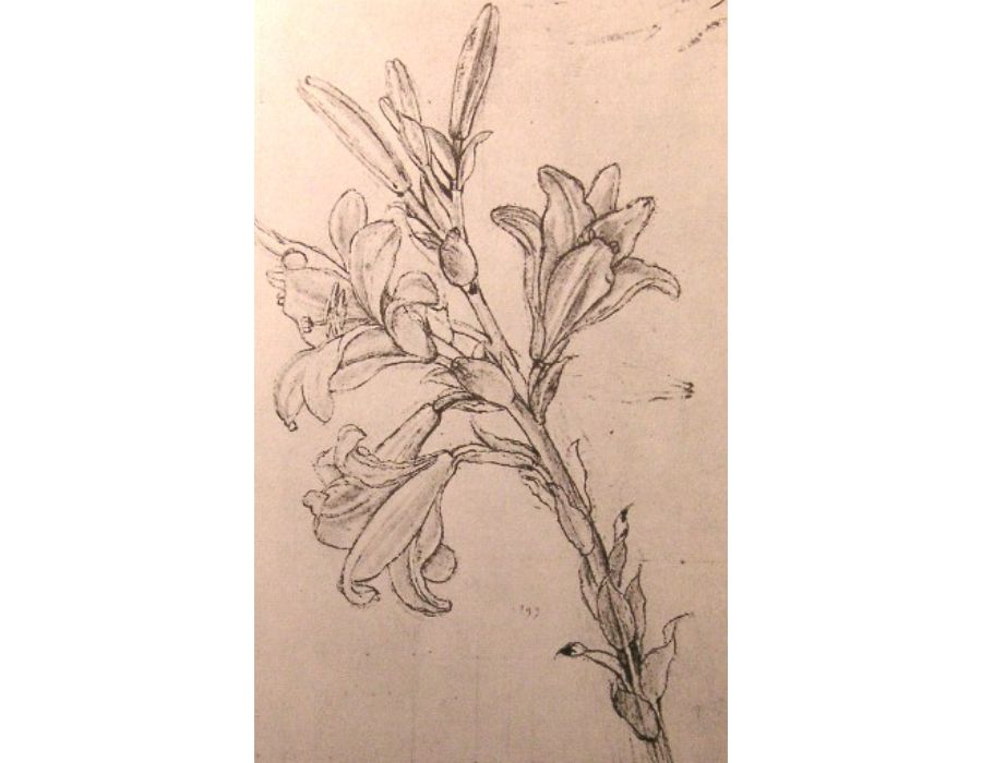 Drawing of lilies, for an Annunciation