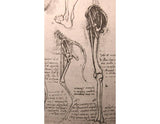 Drawing of the comparative anatomy of the legs of a man and a dog artwork preview