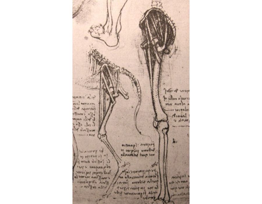 Drawing of the comparative anatomy of the legs of a man and a dog
