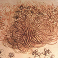 Drawing of a botanical study
