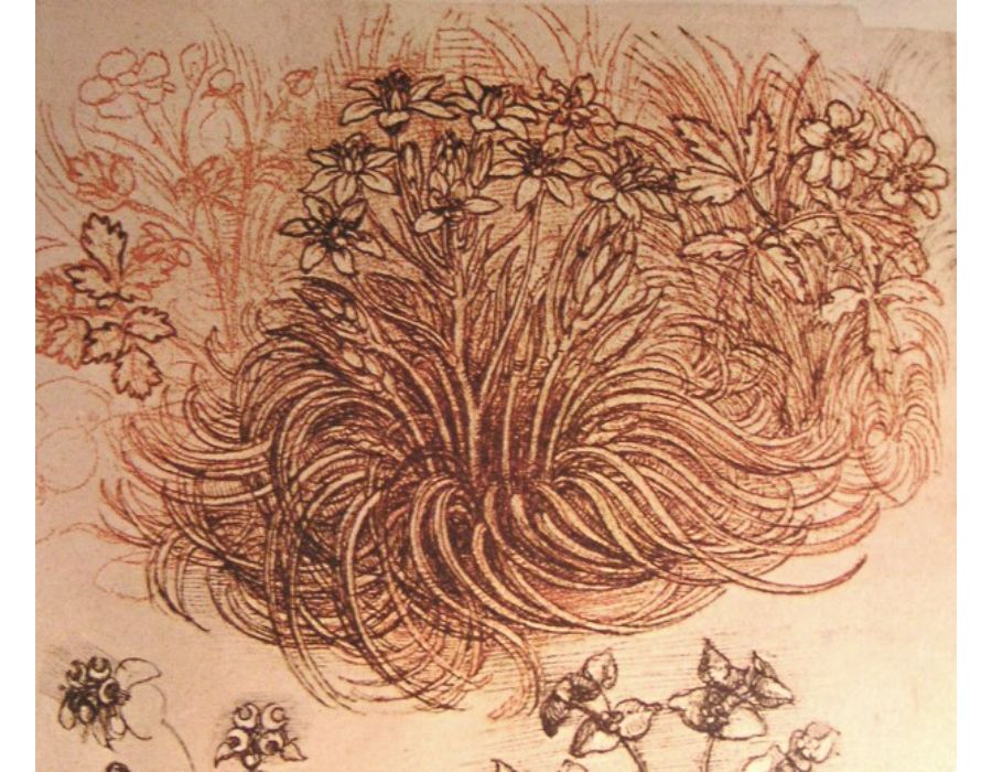 Drawing of a botanical study
