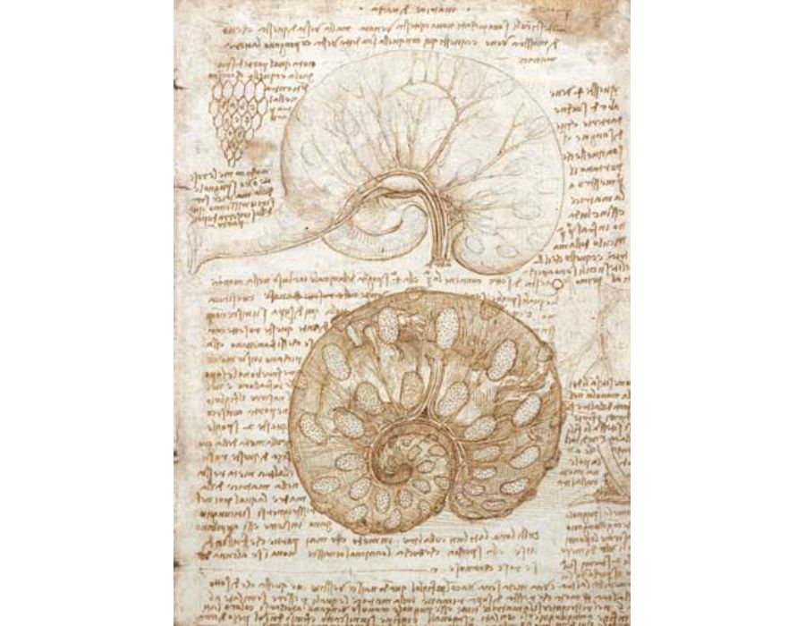 Drawing of the uterus of a pregnant cow
