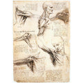 Anatomical studies of the shoulder 
