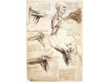 Anatomical studies of the shoulder artwork preview