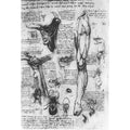 Anatomical Studies Larynx And Leg 