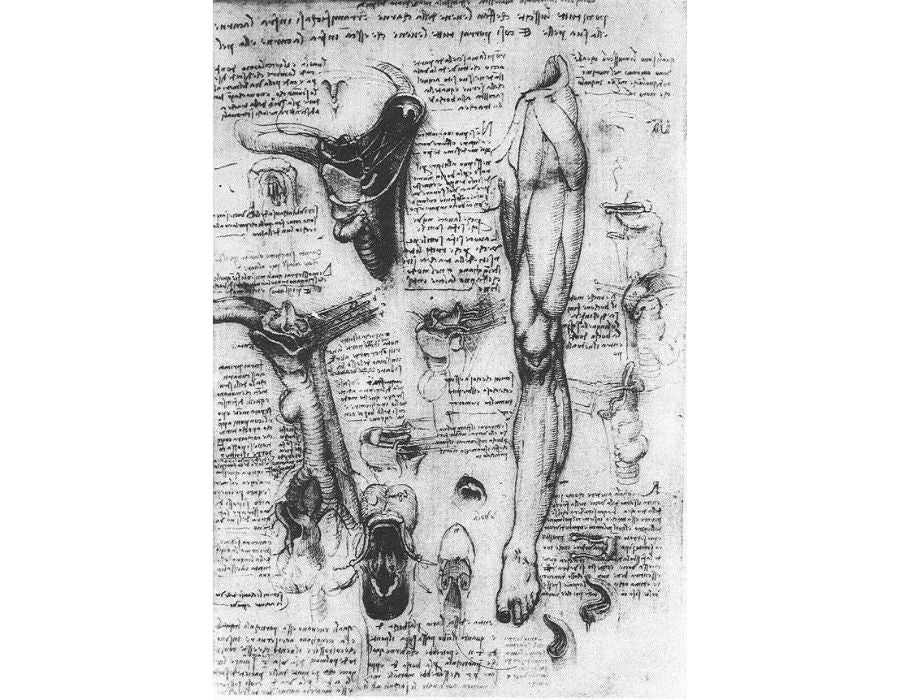 Anatomical Studies Larynx And Leg 