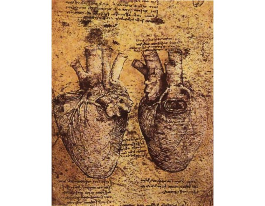 Heart And Its Blood Vessels 