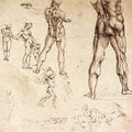 Anatomical Studies 