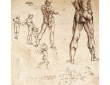 Anatomical Studies artwork preview