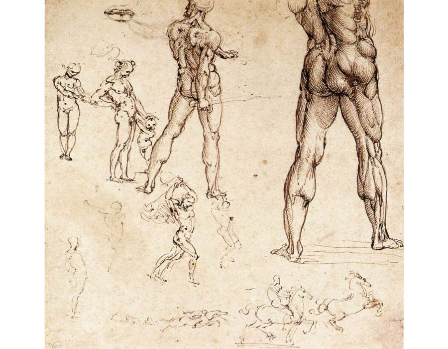 Anatomical Studies 
