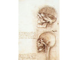 Studies of human skull artwork preview