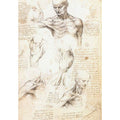 Anatomical studies of a male shoulder 