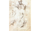 Anatomical studies of a male shoulder artwork preview