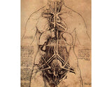 Drawing Of A Womans Torso artwork preview