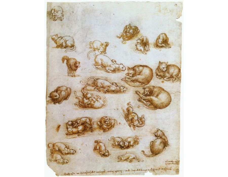 Study Sheet With Cats Dragon And Other Animals 