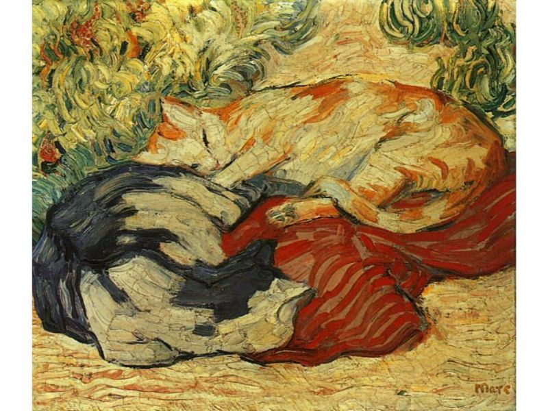 Cats 