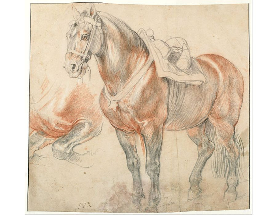 Etude of horse 