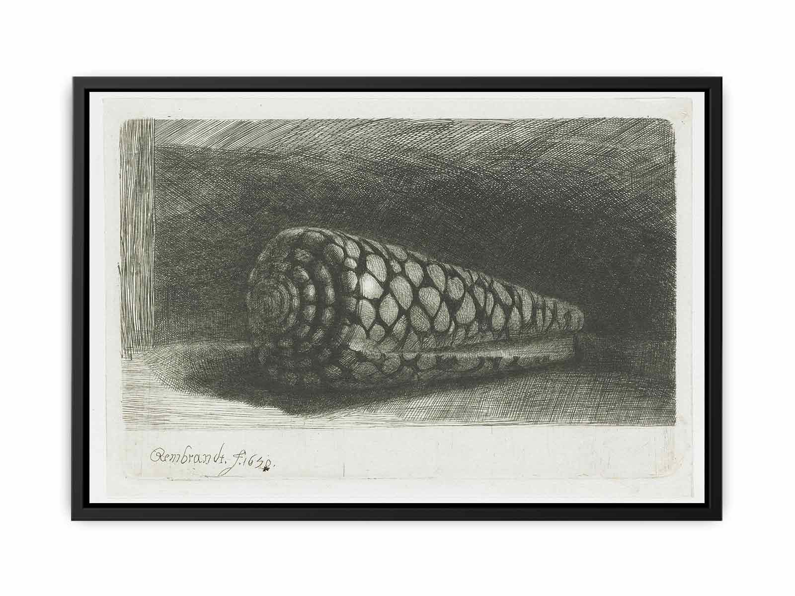Cone Shell (Conus marmoreus) Painting