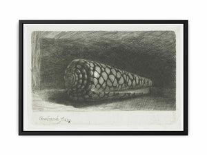 Cone Shell (Conus marmoreus) Painting
