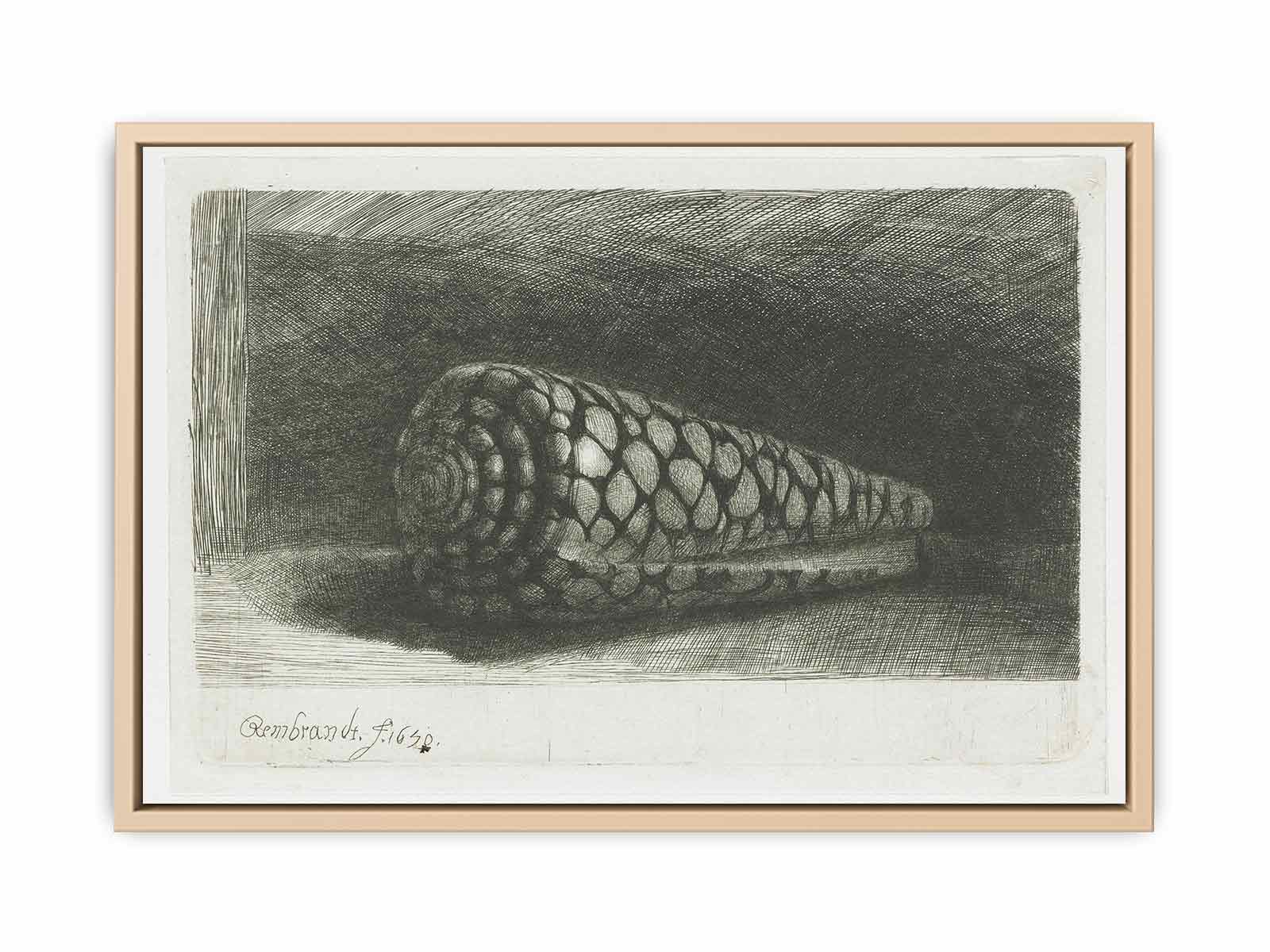 Cone Shell (Conus marmoreus) Painting