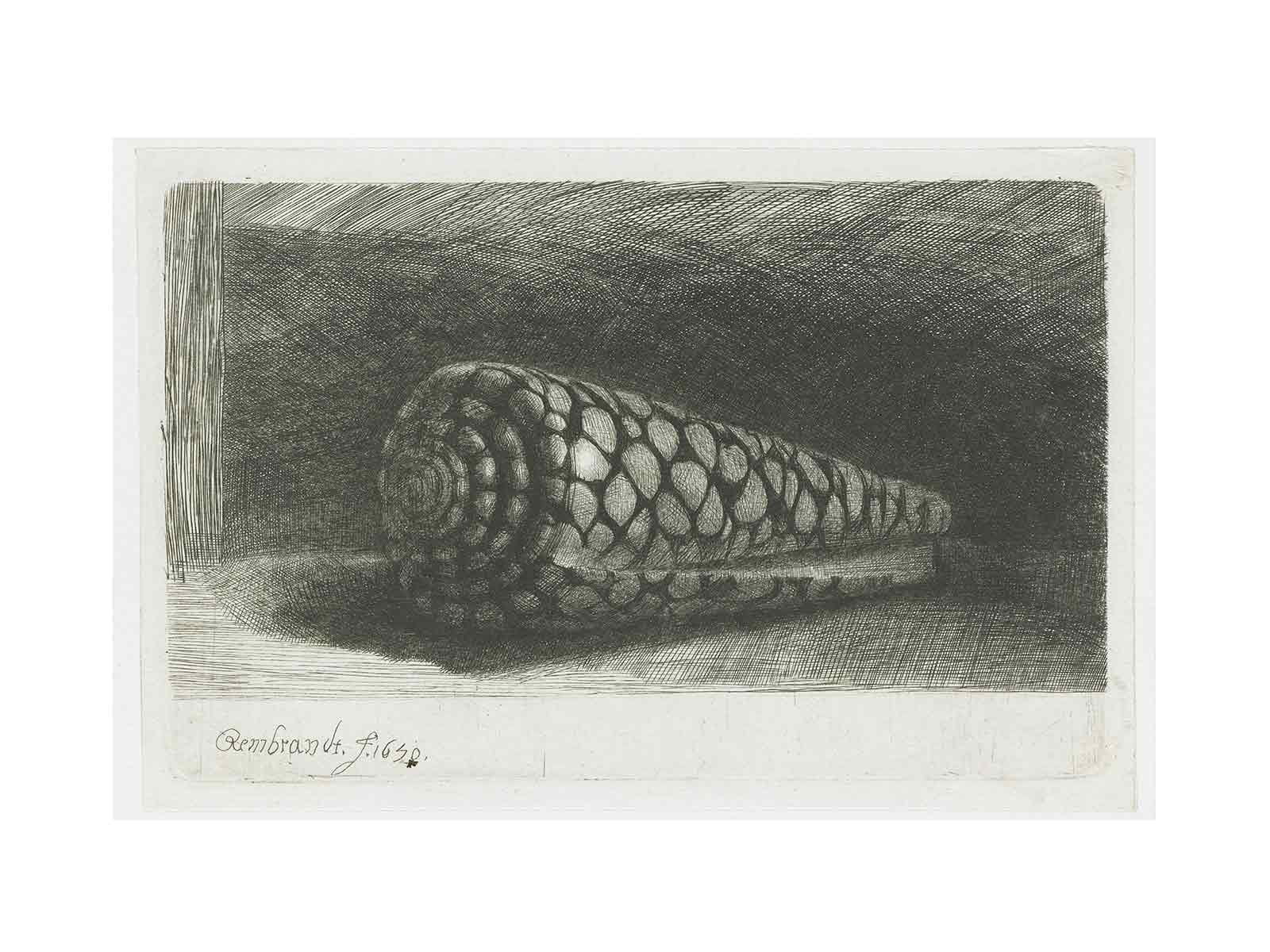 Cone Shell (Conus marmoreus) Painting