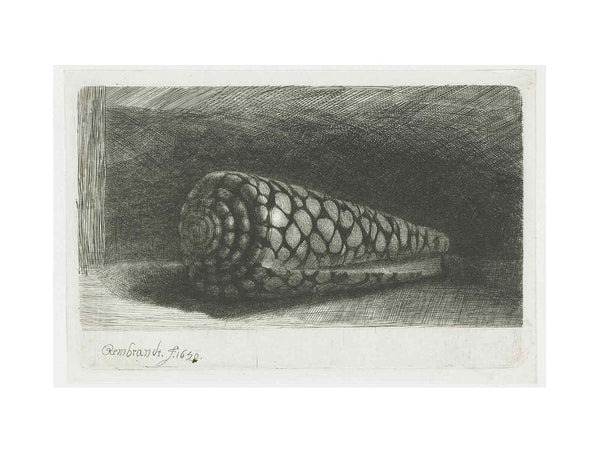 Cone Shell (Conus marmoreus)
 Painting