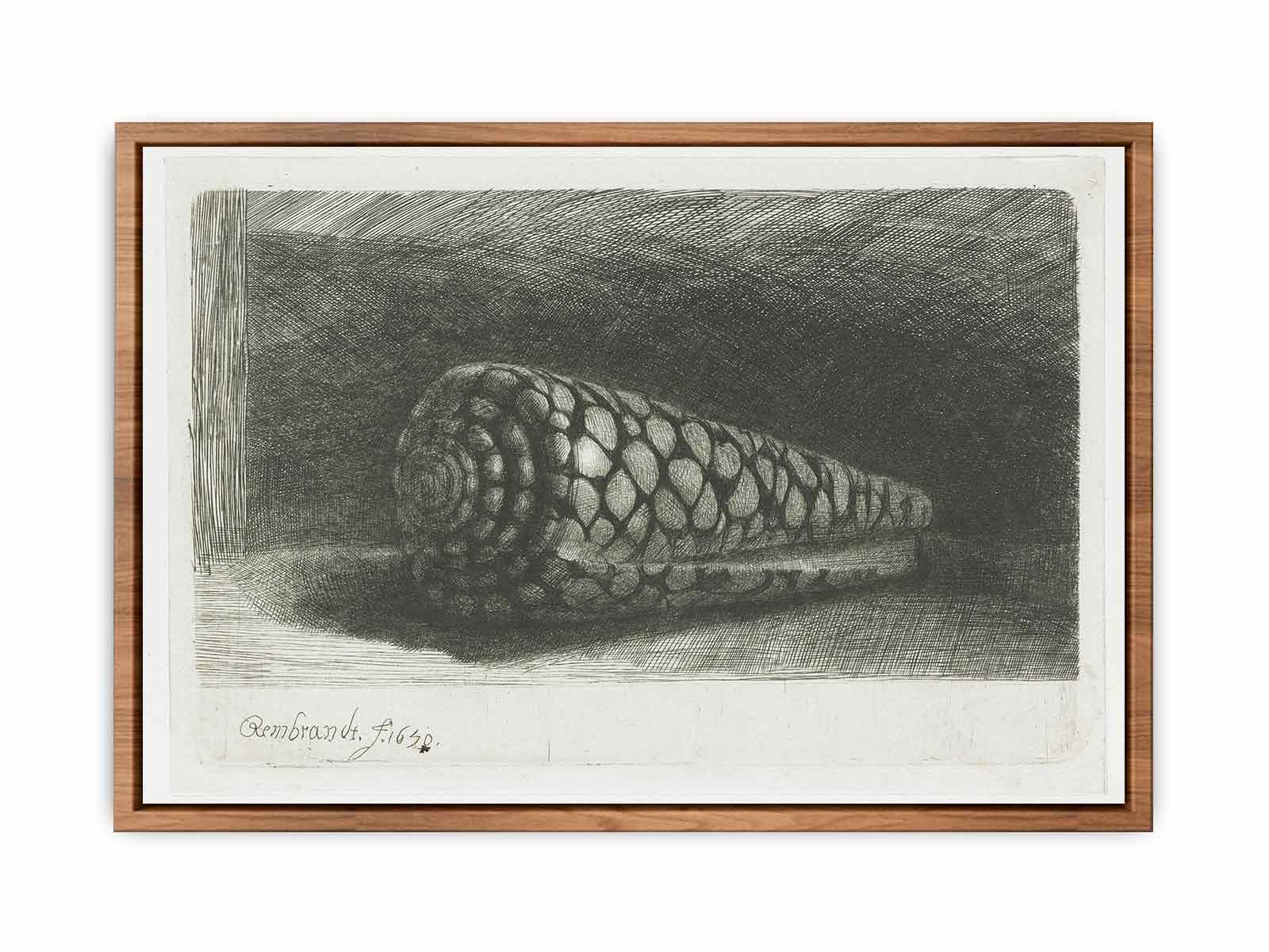Cone Shell (Conus marmoreus) Painting