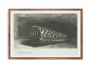 Cone Shell (Conus marmoreus) Painting
