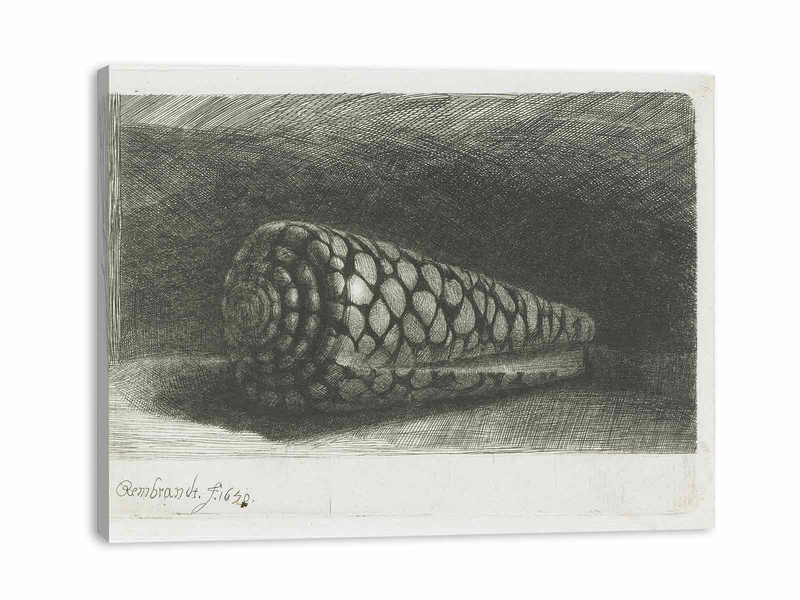 Cone Shell (Conus marmoreus) Painting