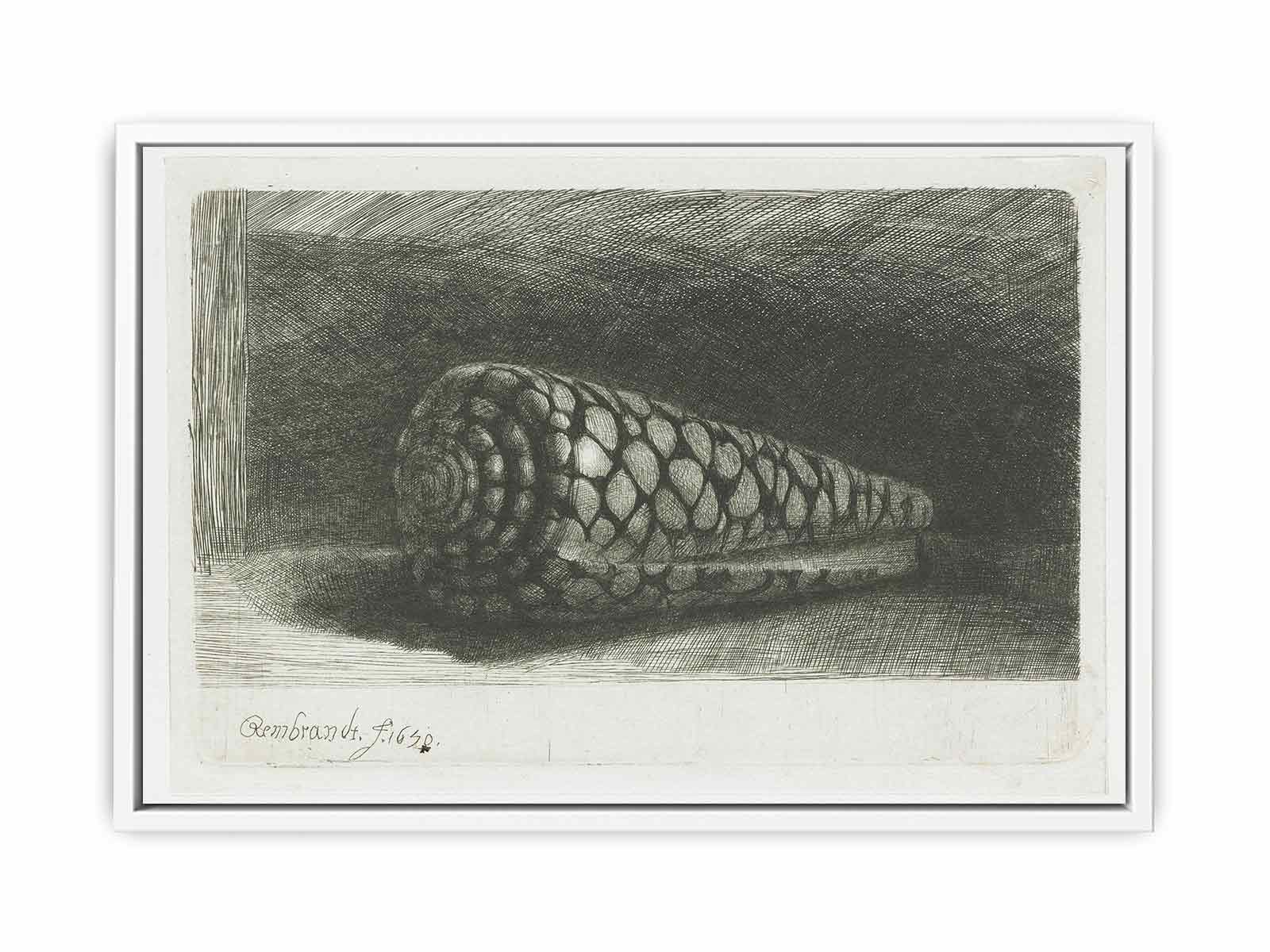 Cone Shell (Conus marmoreus) Painting