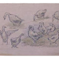 Ducks