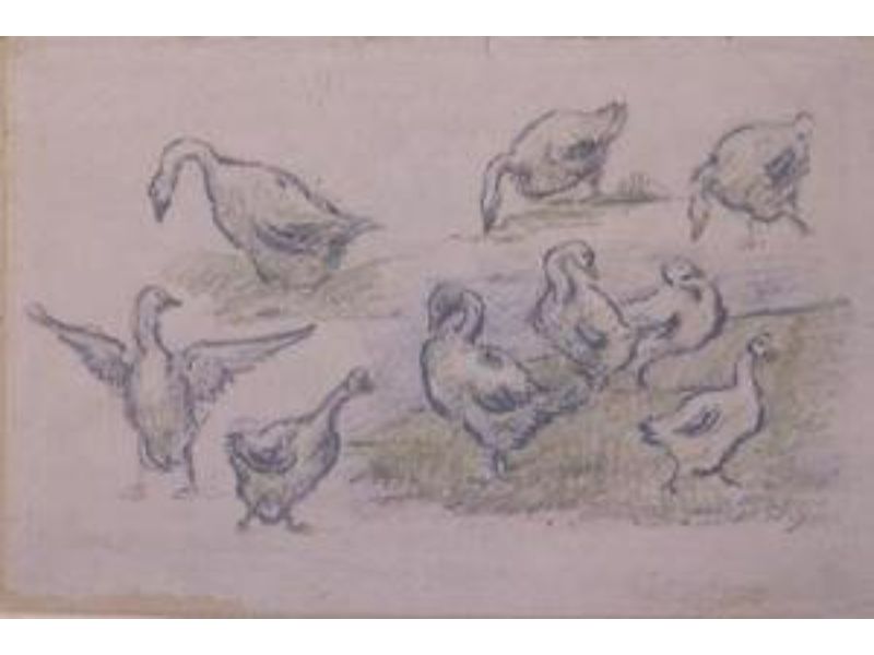 Ducks