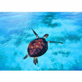  Sea Turtle Painting
