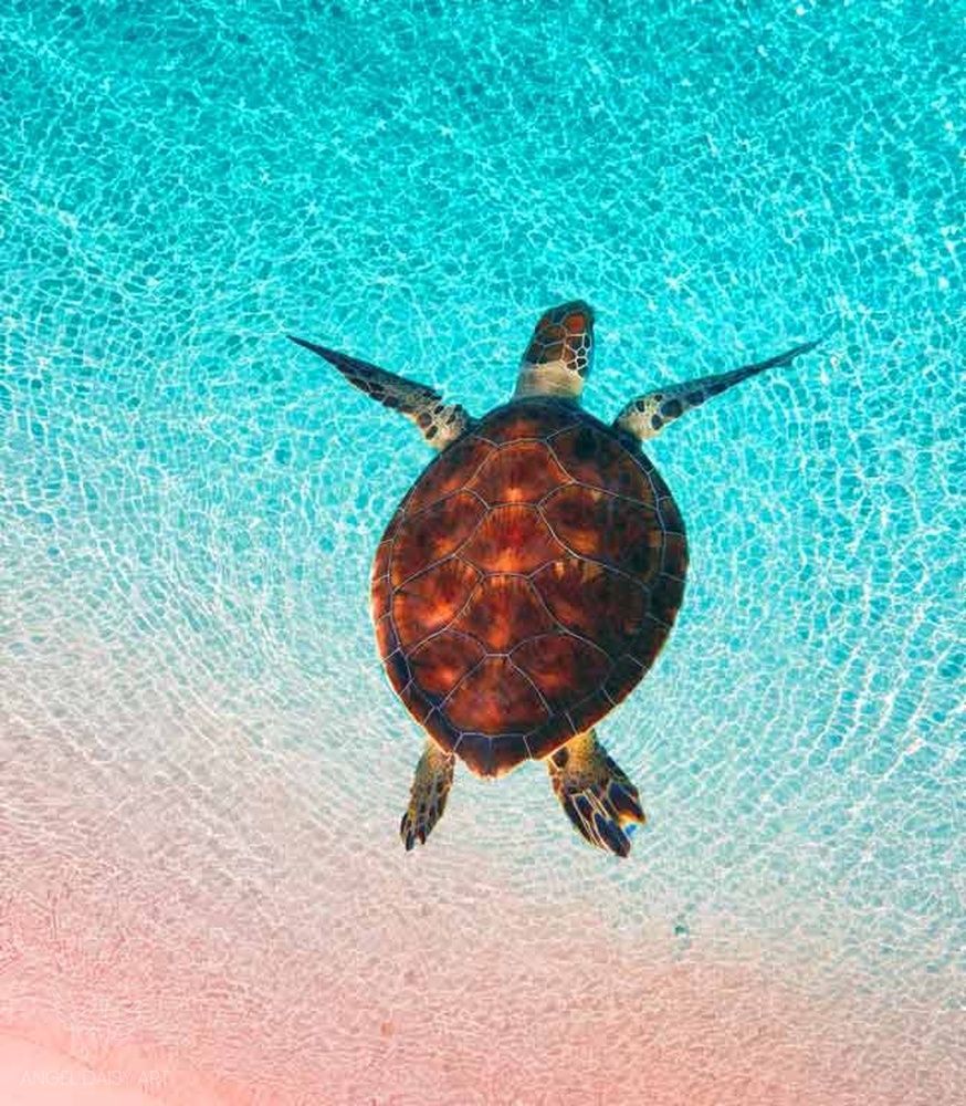  Sea Turtle  Wall Art Painting