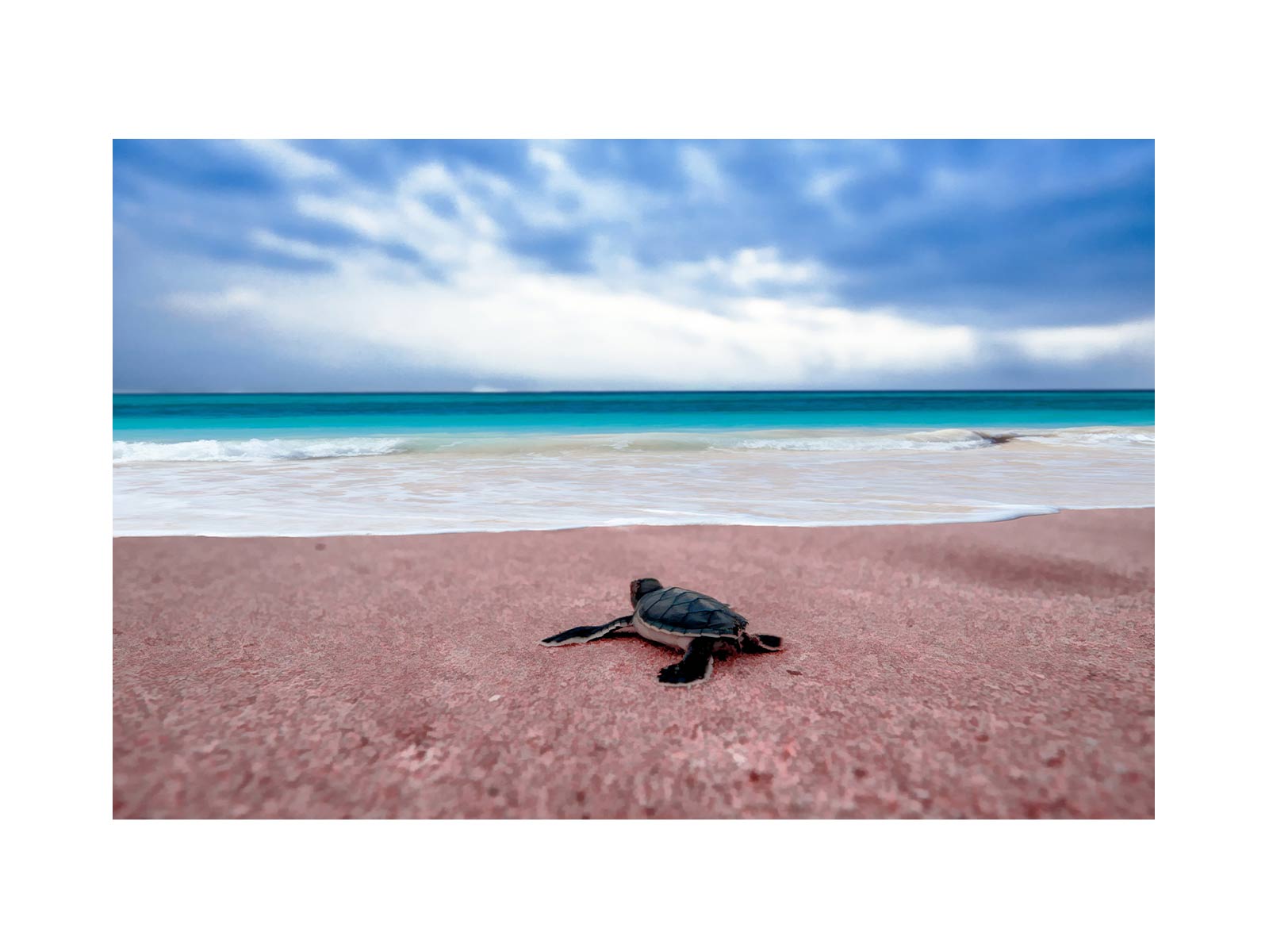 Turtle on Beach  Painting