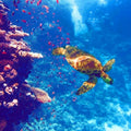  Sea Turtle Artwork Painting