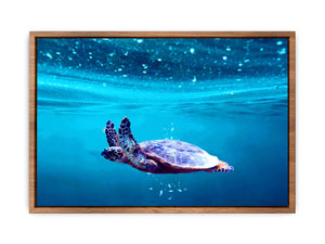 Sea Turtle Art 