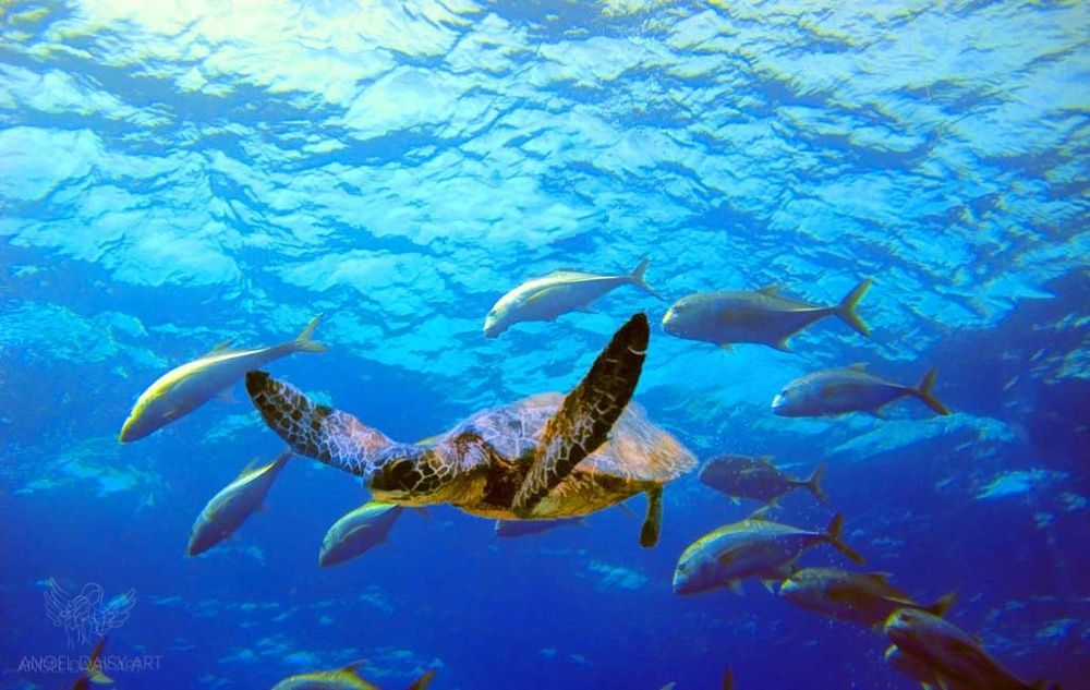 Turtle  and Fish Art 