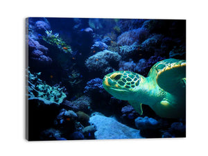 Turtle  Art Painting 
