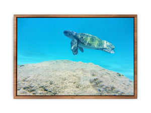 Turtle  Artwork Painting 
